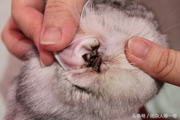 如何清理猫咪耳朵不用洗耳液,新手铲屎官如何帮猫咪洗澡