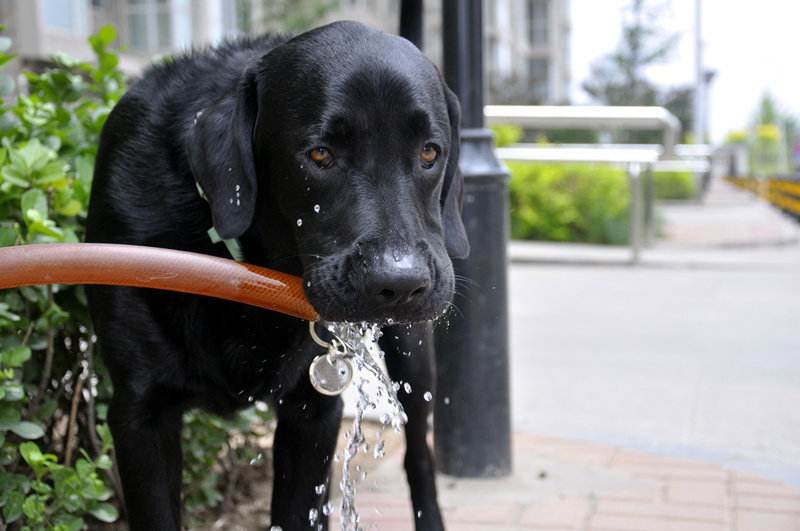 狗狗春季防生病小妙招,天气热如何预防狗狗生病