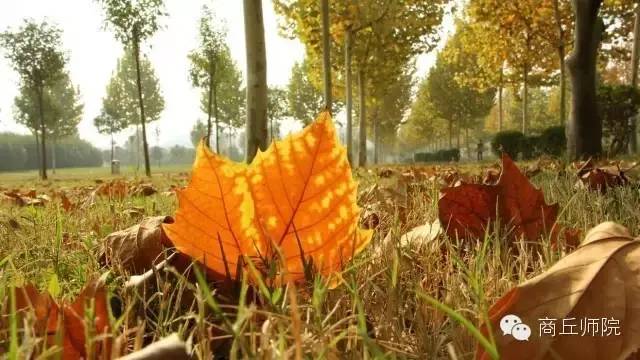 高校评分商丘师范学院,高校商丘工学院