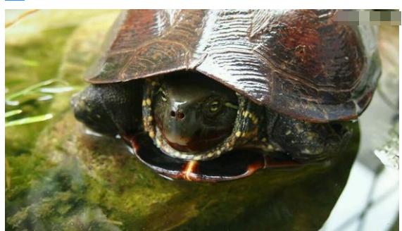 中华草龟与台湾草龟,中华草龟跟草龟有什么区别图