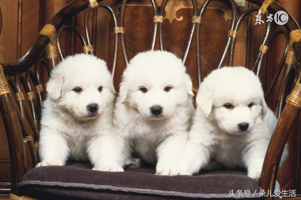 想养狗家人反对怎么办,想养狗狗家里人不让养怎么办