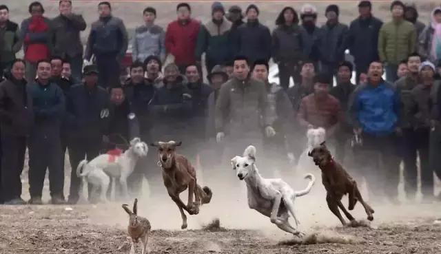 传说中的哮天犬是什么品种,哮天犬原型为中国细犬