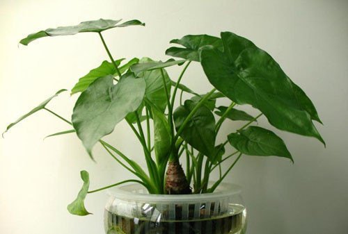 网红直播吃的芦荟的危害,误食芦荟