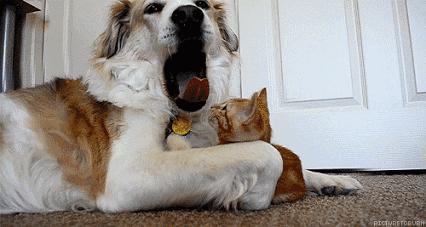 人模狗样和狗模人样的区别,人模人样和人模狗样有区别吗