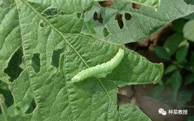 消灭菜青虫特效药,灭菜青虫土方法简单又高效