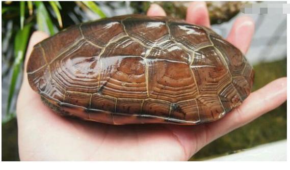中华草龟和野生草龟的区别,草龟跟中华草龟有什么区别