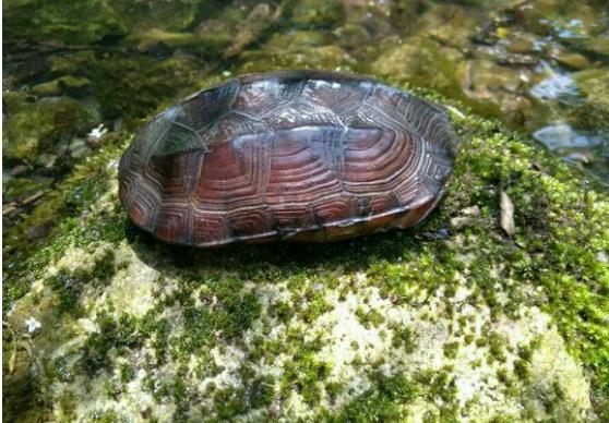 中华草龟和野生草龟的区别,草龟跟中华草龟有什么区别