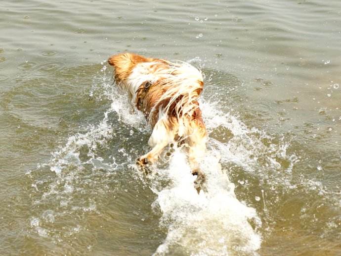 狗狗春季防生病小妙招,天气热如何预防狗狗生病