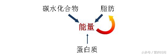 节食才是最有效的减肥方法评论,最有效的节食减肥法