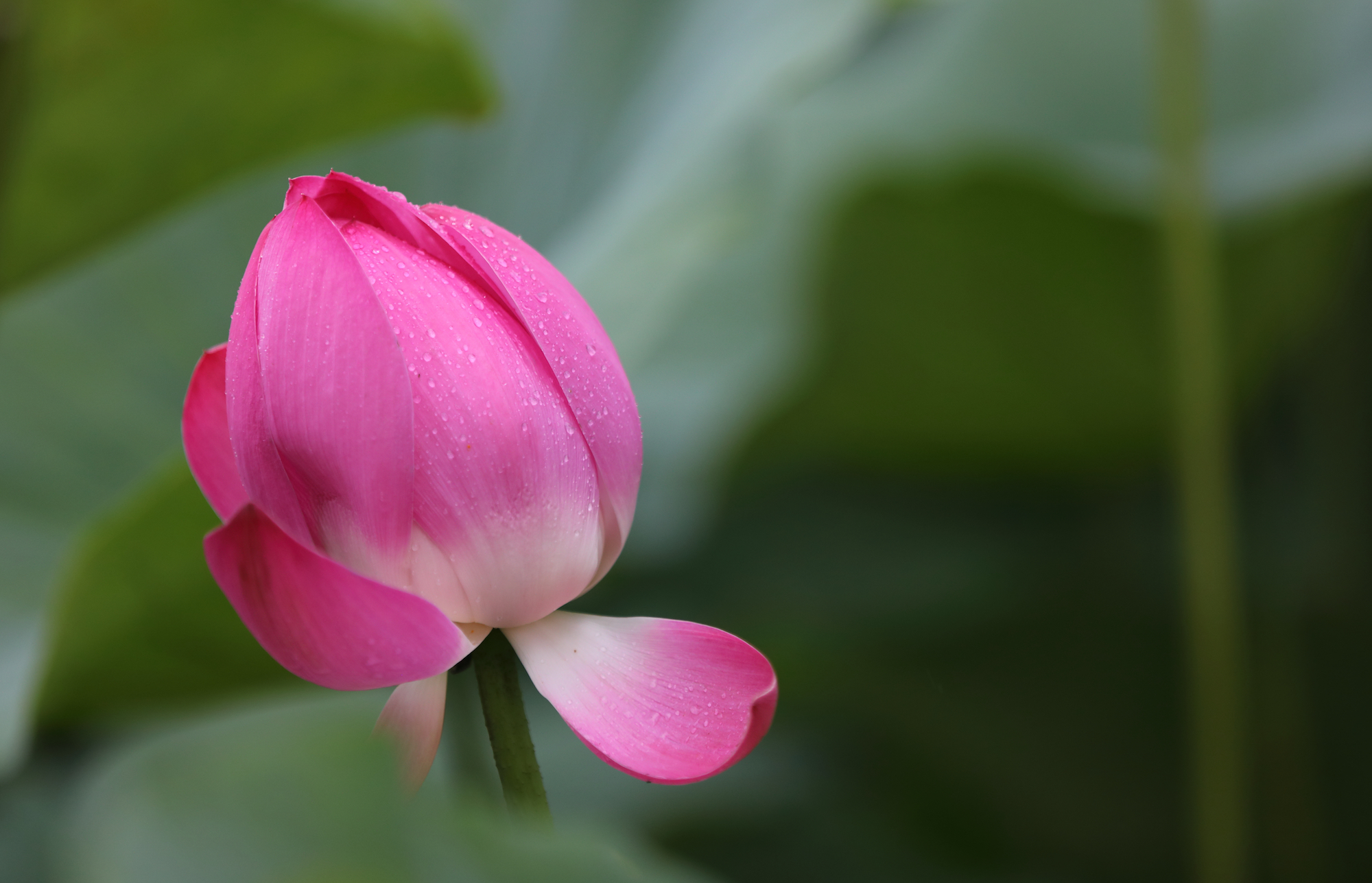 佳能5DMarkIV怎么样,佳能5dmarkiv最佳镜头