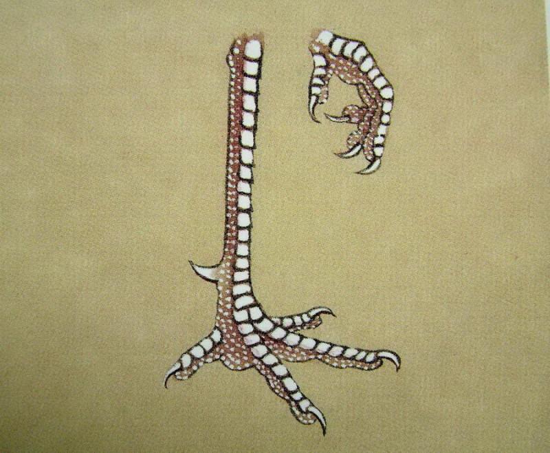 孔雀开屏的图片国画孔雀的画法,国画孔雀的画法图片