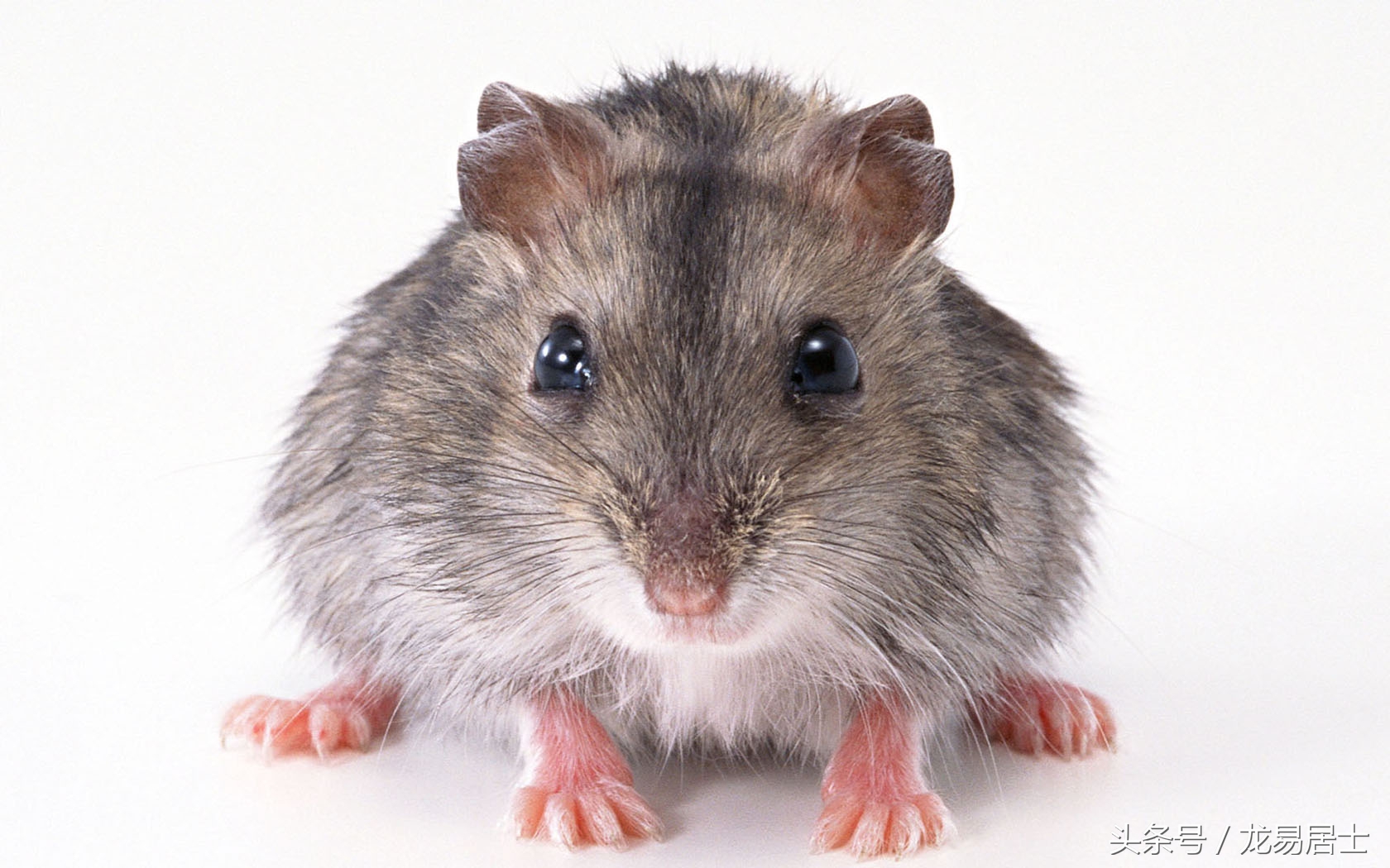 中国的十二生肖有几个,中国的十二生肖对中国有多重要