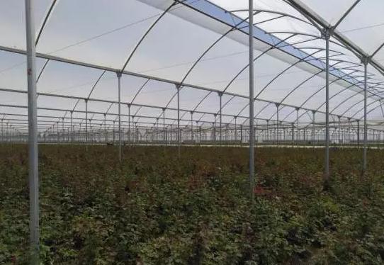 亚洲最大的玫瑰花基地在哪里,世界最著名玫瑰基地