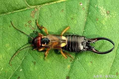 生存最艰难的动物,生存中最残忍的动物