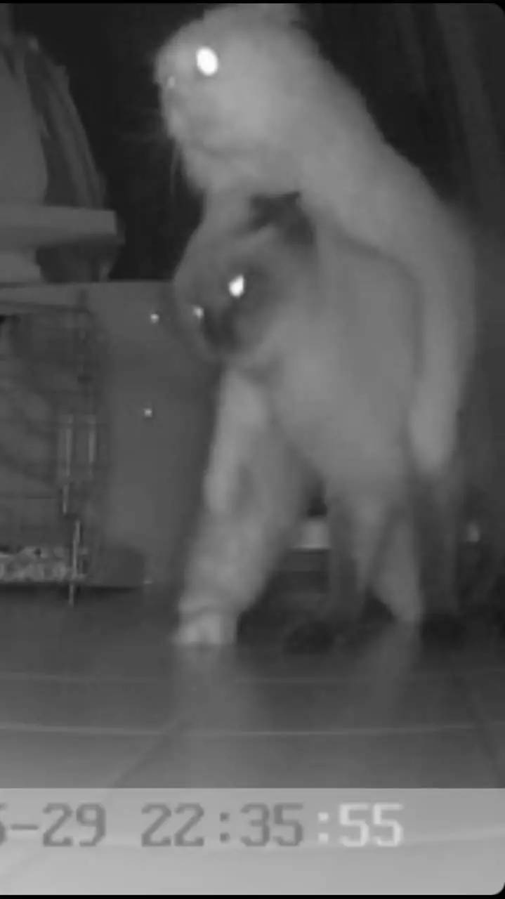 一只猫的生活意见读后感,一只猫的生命