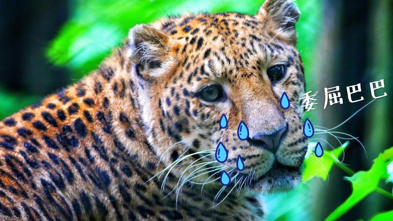 怎么加入猫盟,猫盟百科全书