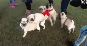 魔性的八哥,有超能力的巴哥