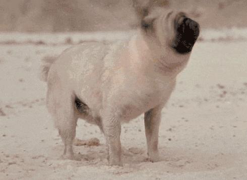 魔性的八哥,有超能力的巴哥