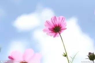 高原诗会：德西｜我是故乡的一粒麦子