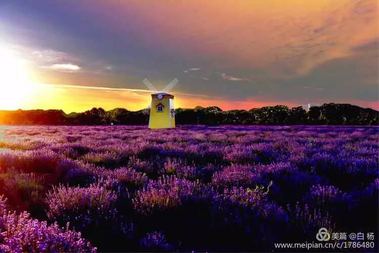 来金昌必买的东西,金昌旅游薰衣草