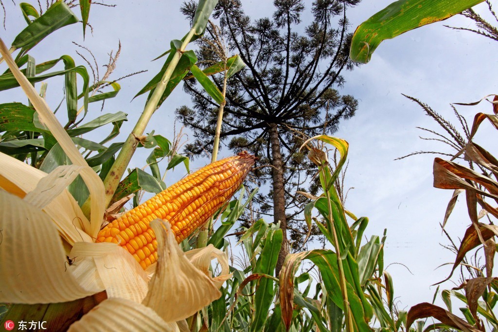 有多少人在看天气预报,哪些人需要关注天气预报