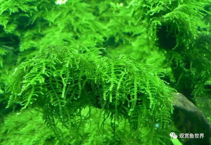 莫斯水草黑褐色,粉色莫丝水草