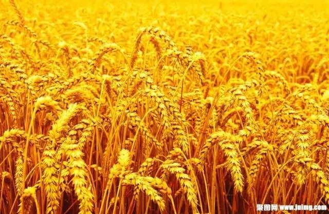 高原诗会：德西｜我是故乡的一粒麦子