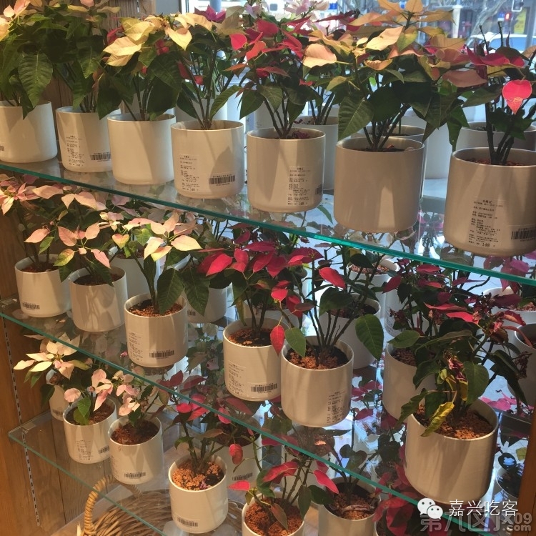 粗去浪|为了推荐好吃的咖喱和零食，本宝宝码字好辛苦！