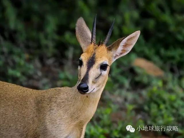 可能是最全的,肯尼亚坦桑尼亚动物百科。小地球耗时一周整理!