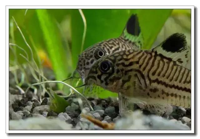 鼠鱼的发病季节,鼠鱼抗病