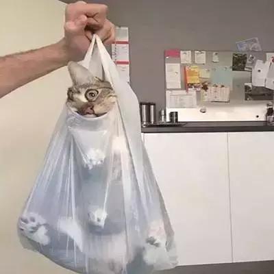 带猫出门被路人骂,带猫出去被骂的博主