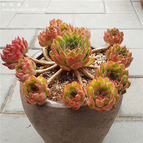 蓝色惊喜多肉老桩图片,多肉红梅老桩图片大全