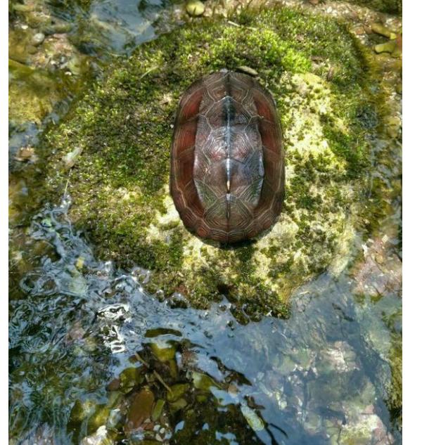 中华草龟和野生草龟的区别,草龟跟中华草龟有什么区别