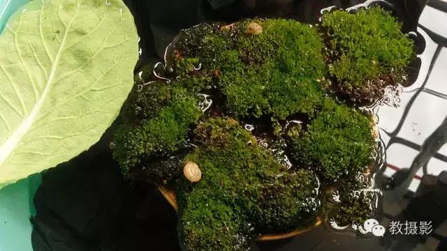 精美微距摄影欣赏蜗牛,微距蜗牛拍摄技巧视频