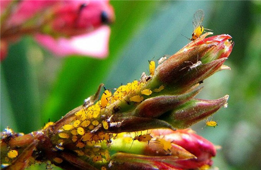 养的花总是发霉怎么办,养的花长腻虫了怎么办
