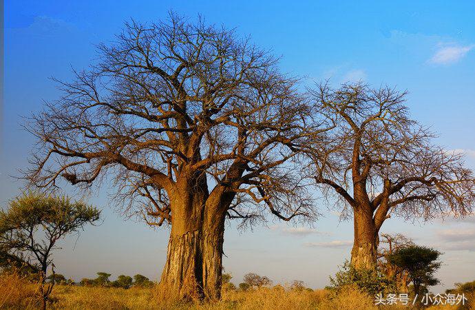 小众旅游地探索攻略,坦桑尼亚游猎攻略