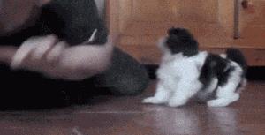 兔子弹跳动态图,gif一张图告诉你兔子的弹跳力