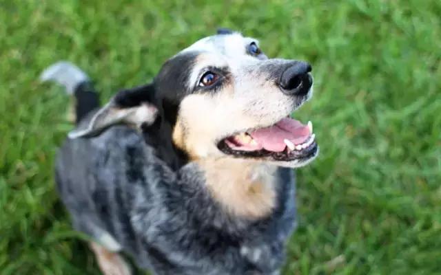 狗狗记忆力揭秘,狗狗有哪些神奇的记忆