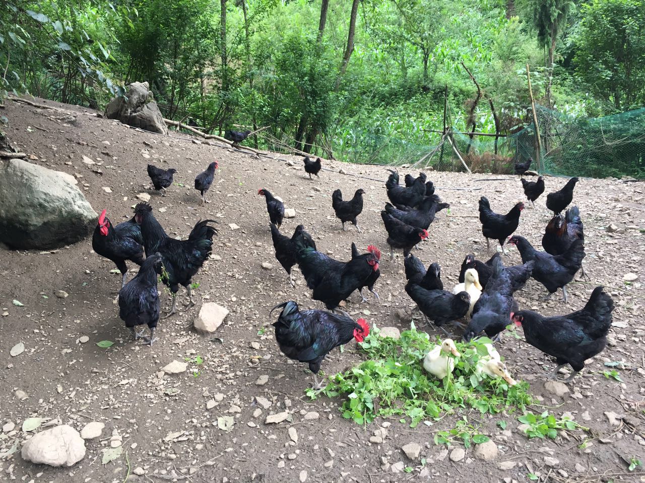 重庆农村生活真实感受,在重庆生活是什么样的感受