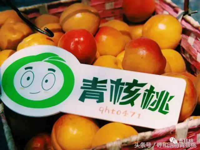 呼和浩特摘杏一日游,呼和浩特乌素图摘杏的地方