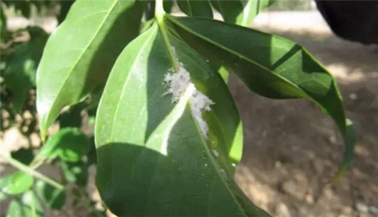 养的花总是发霉怎么办,养的花长腻虫了怎么办