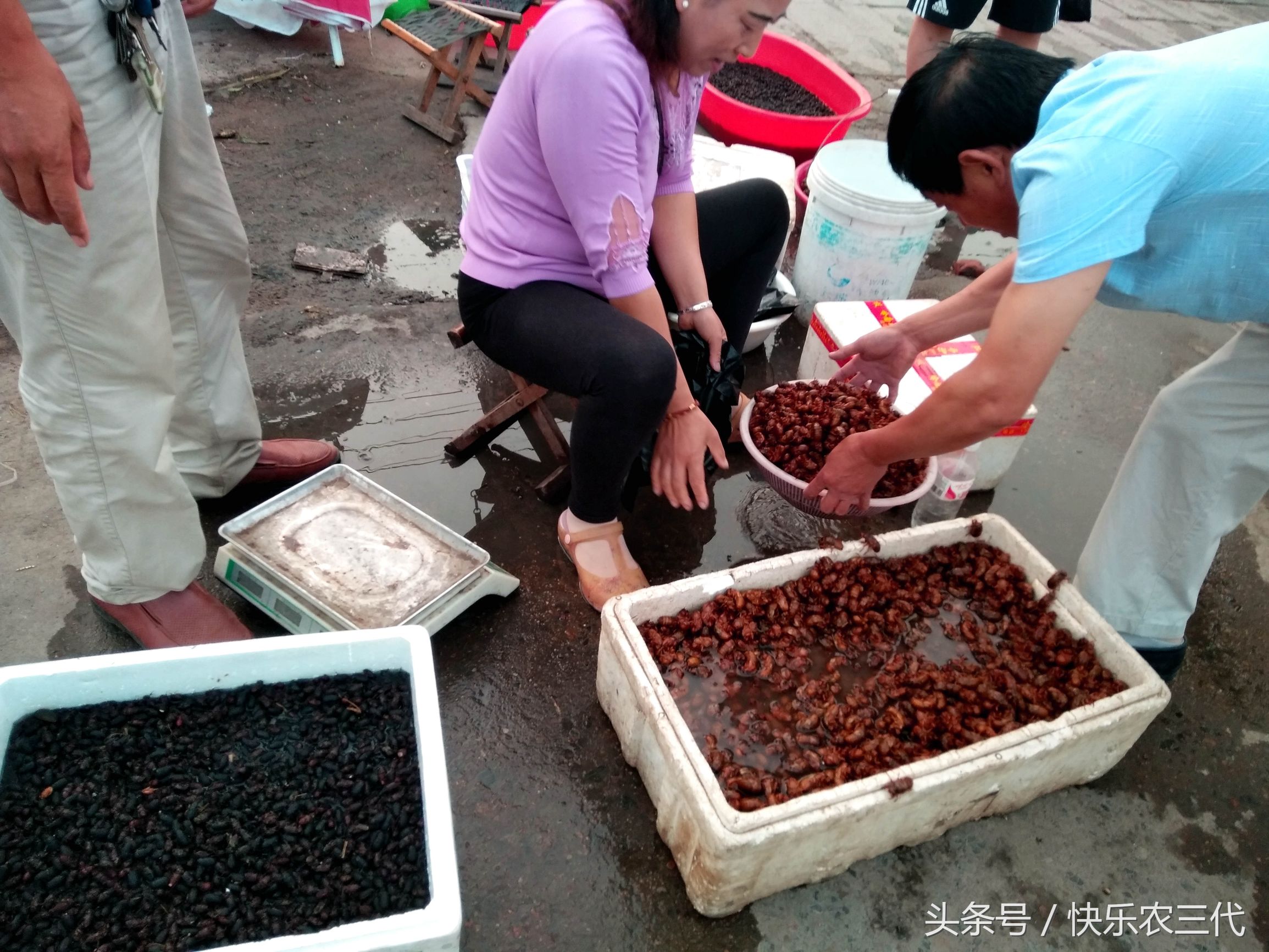 夏季农村集市上火爆的小生意，果农靠它日入千元