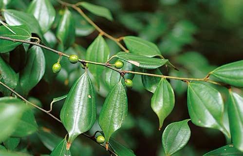 美白高科技测评,好用的黑科技美白产品