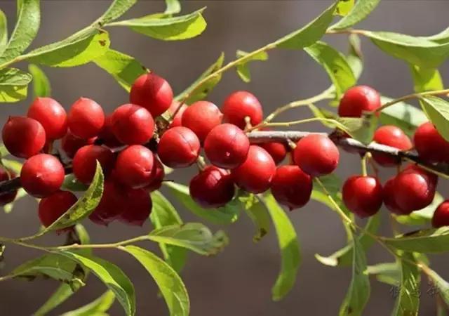 像欧李的野果,野果欧李