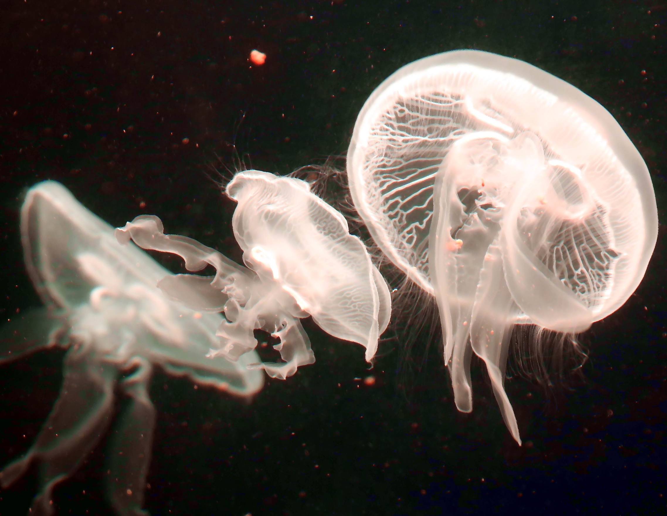 被水母蜇了怎么办小妙招,水母蜇人后抹什么药膏