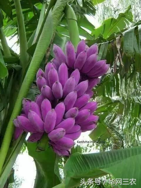 缅甸特产吃过3种算你牛？台州土特产出名啦看看有没有你老家的？网购的土特产都是家乡的味道？忻州特产？