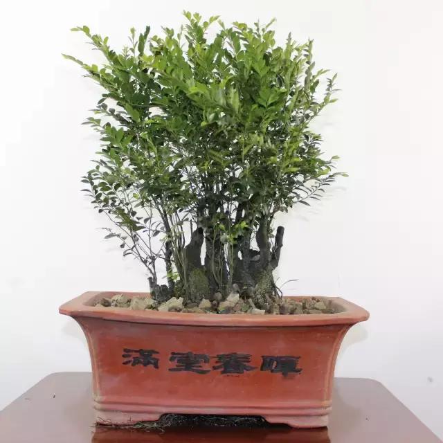 小叶女贞盆景值得买吗,小叶紫檀盆景掉叶该怎么养