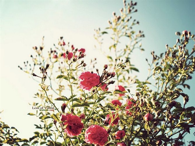 看看皇马球星开的车,盘点各国国脚都开什么车