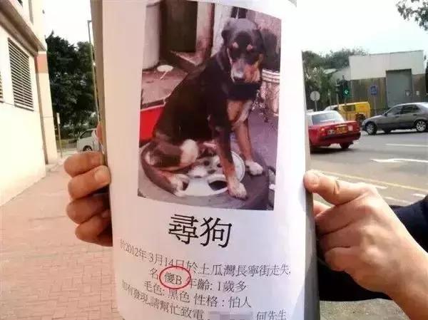 汪星人看约克犬,汪星人看到大批喵星人