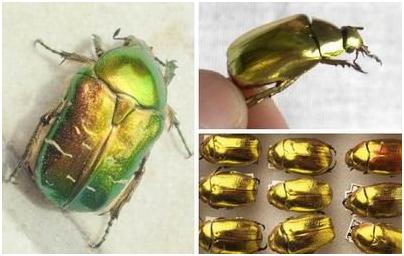 黄金吊坠真假辨别的最好方法,怎样辨别黄金真假999和9999